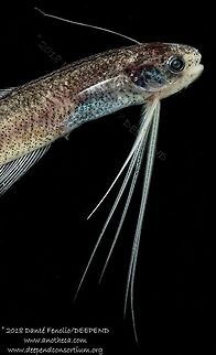 Bregmaceros sp., trawled from the Gulf of Mexico from between 1,500 meters depth and the surface, July 2018.  Part of the DEEPEND project.