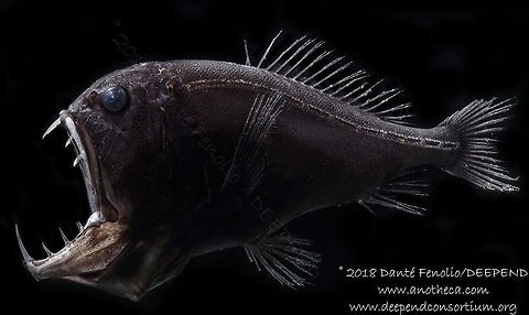 Fangtooth (Anoplogaster cornuta) trawled from the Gulf of Mexico from between 1,500 and 1,200 meters depth, July 2018.  Part of the DEEPEND project.  Anoplogaster cornuta,Common fangtooth,Deep Sea,Life in the dark
