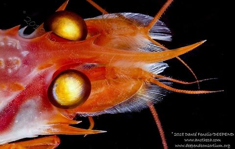 Benthic deep water shrimp (Glyphocrangon sp.) trawled from roughly 1,300m in the Gulf of Mexico, July 2018.  Part of the DEEPEND project.  Deep Sea,Life in the dark