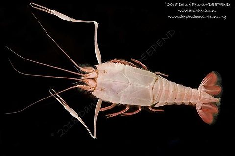 A Blind Lobster (Polycheles typhlops) trawled from roughly 1,300meters depth, Gulf of Mexico, July 2018.  Part of the DEEPEND project.  Deep Sea,Life in the dark,Polycheles typhlops