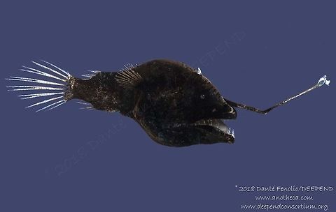 "Dreamer" anglerfish (Oneirodes sp.), adult female, trawled from between 1,200 and 1,000 meters depth, Gulf of Mexico, July 2018.  Part of the DEEPEND project.  Deep Sea,Life in the dark