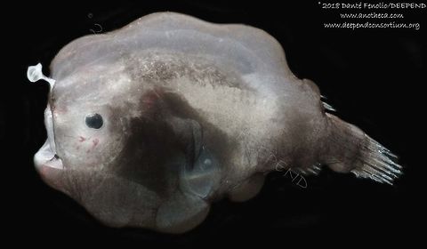 Female anglerfish (Himantolophidae) in metamorphosis, trawled from the Gulf of Mexico from between 600 and 200 meters depth, July 2018.  Part of the DEEPEND project.