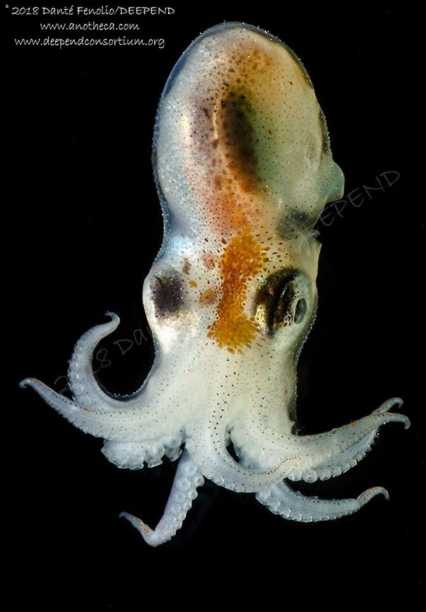 Seven Arm Octopus (Haliphron atlanticus) trawled from between 1,500 meters depth and the surface, Gulf of Mexico, July 2018.  Part of the DEEPEND project.  Deep Sea,Haliphron atlanticus,Life in the dark,Seven-armed octopus