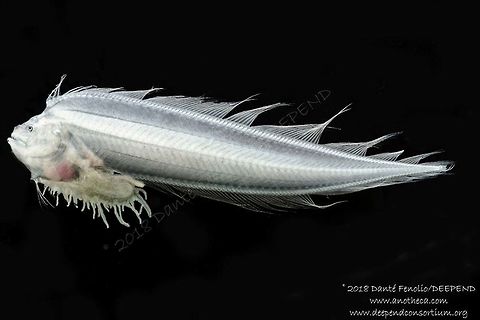 Larval Cusk Eel (Lamprogrammus niger) trawled from between 1,000 and 800 meters depth, Gulf of Mexico, July 2018.  Part of the DEEPEND project.  Deep Sea,Lamprogrammus niger,Life in the dark