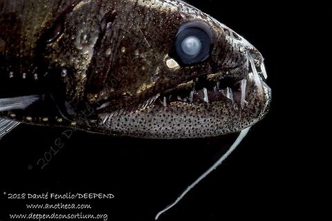 Dragonfish (Astronesthes richardsoni), trawled from between 200 meters depth and the surface, July 2018, Gulf of Mexico.  Part of the DEEPEND project.  Astronesthes richardsoni,Deep Sea,Life in the dark,Richardsons snaggletooth