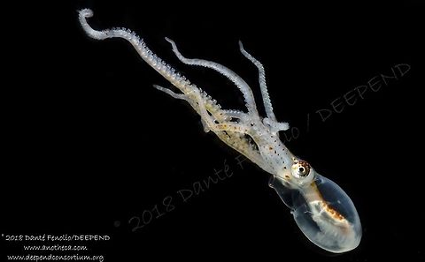 longarm Octopus (Macrotritopus defilippi), trawled from between 800 and 600 meters depth, Gulf of Mexico, July 2018.  Part of the DEEPEND project.  Deep Sea,Life in the dark,Macrotritopus defilippi