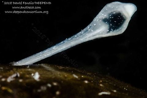 The illicium and esca of Johnson's Netdevil (Melanocetus johnsonii) trawled from between 1,000 and 800 meters depth, Gulf of Mexico, July 2018.  Part of the DEEPEND project.  Deep Sea,Humpback anglerfish,Life in the dark,Melanocetus johnsonii