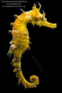 Lined seahorse