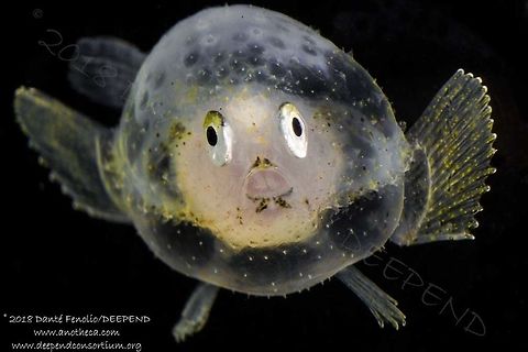 Juvenile Pancake Batfish (Halieutichthys aculeatus), trawled from between 200 meters depth and the surface, Gulf of Mexico, July 2018.  Part of the DEEPEND project.  Halieutichthys aculeatus,Pancake batfish