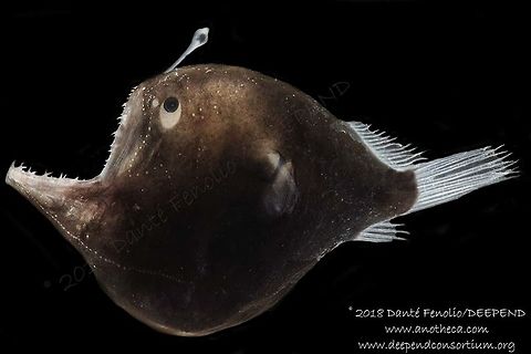 A young adult female Johnson's Netdevil or Humpback Anglerfish (Melanocetus johnsonii).  Part of the DEEPEND project. Got to photograph an old friend again, the Humpback Anglerfish (Melanocetus johnsonii). I think of this species as an old friend because it was the first anglerfish species I got to photograph and the first anglerfish that bit me when I was moving it into a photo tank. Here are some images from the shoot. This female had just eaten something (distended belly). She was trawled from between 1,000m and 600m depth, Gulf of Mexico, July 2018. Deep Sea,Humpback anglerfish,Life in the dark,Melanocetus johnsonii