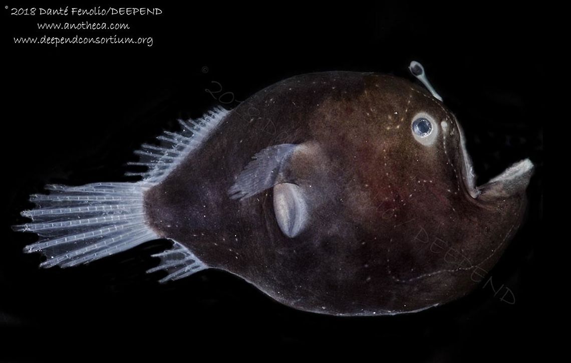A female Humpback Anglerfish (Melanocetus johnsonii) at metamorphosis Note the absence of large teeth in this individual.  As female anglerfishes pass through metamorphosis, their larger teeth grow in... but its one of the last changes that you see before the adult form in this species.  The &quot;stitch&quot; looking pattern is part of the lateral line system.  This organ is used by fishes to determine the position and magnitude of movement in the water around them... aiding in food detection and identification of potential predators. Humpback anglerfish,Life in the dark,Melanocetus johnsonii,deep sea