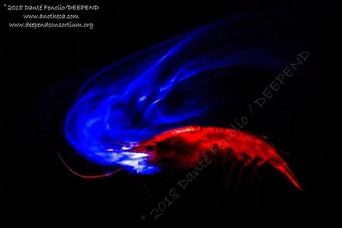 A deep sea shrimp (Oplophorus gracilirostris) exuding glowing fluids as a defensive mechanism, trawled from the Gulf of Mexico from between 1,200 and 1,000 meters depth, July 2018.  Part of the DEEPEND project.  Deep Sea,Life in the dark,Luminous shrimp,Oplophorus gracilirostris,bioluminescence,bioluminescent