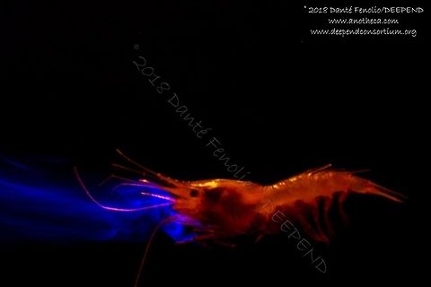 A deep sea shrimp (Oplophorus gracilirostris) exuding glowing fluids as a defensive mechanism, trawled from the Gulf of Mexico from between 1,200 and 1,000 meters depth, July 2018.  Part of the DEEPEND project.  Deep Sea,Life in the dark,Luminous shrimp,Oplophorus gracilirostris,bioluminescence,bioluminescent