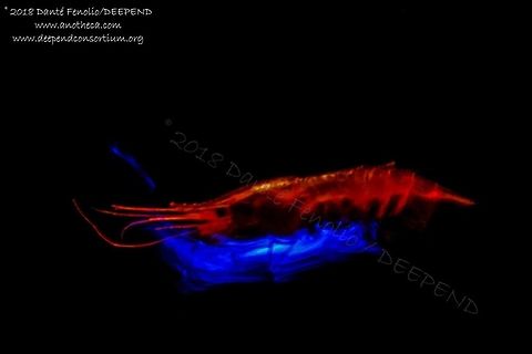 A deep sea shrimp (Oplophorus gracilirostris) exuding glowing fluids as a defensive mechanism, trawled from the Gulf of Mexico from between 1,200 and 1,000 meters depth, July 2018.  Part of the DEEPEND project.  Deep Sea,Life in the dark,Luminous shrimp,Oplophorus gracilirostris,bioluminescence,bioluminescent