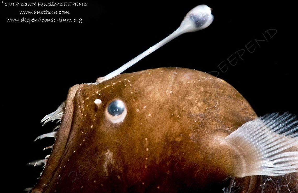 An adult female Johnson's Netdevil or Humpback Anglerfish (Melanocetus johnsonii). Part of the DEEPEND project. The deep sea anglers are predatory, luring their prey with a bioluminescent bulb (an esca) at the end of a long rod (an illicium).  This is Johnson&rsquo;s Abyssal Seadevil, Melanocetus johnsonii, also known as the Humpback Anglerfish.  The impressive teeth are used to impale and hold any prey item that moves in to investigate the glowing lure.  This individual was captured in a trawl between 1,300 and 1,500 meters depth in the Gulf of Mexico, 2016.<br />
<br />
 Angler Fish,Blackdevil,Deep Sea,Gulf of Mexico,Humpback Anglerfish,Humpback anglerfish,Johnson’s Abyssal Seadevil,Life in the dark,Melanocetus johnsonii,anglerfish,bathydemersal,bathypelagic,bioluminescence,bioluminescent,melanocetidae,mesopelagic,nekton,pelagos,photophores