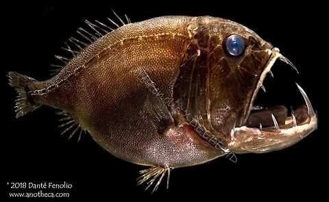 Another Fangtooth (Anoplogaster cornuta), trawled at night from between 200 meters depth and the surface, Gulf of Mexico, August 2015; part of the DEEPEND project.  Anoplogaster cornuta,Common fangtooth,Deep Sea,Life in the dark