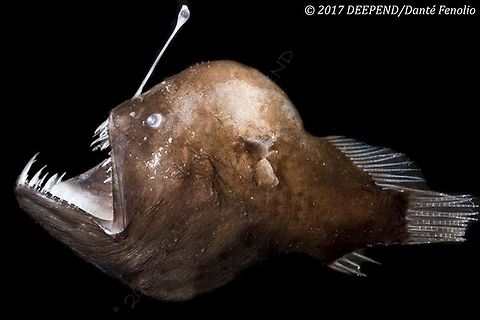 Murray's Netdevil (Melanocetus murrayi), trawled from between 1,500 and 1,300 meters depth, Gulf of Mexico, August 2017.  Adult female, part of the DEEPEND project. One of the other Netdevils from the Gulf of Mexico (Melanocetus murrayi).  The differences between species have to do with tooth positioning and arrangement as well as differences with the esca. Melanocetus murrayi,Murrays abyssal anglerfish