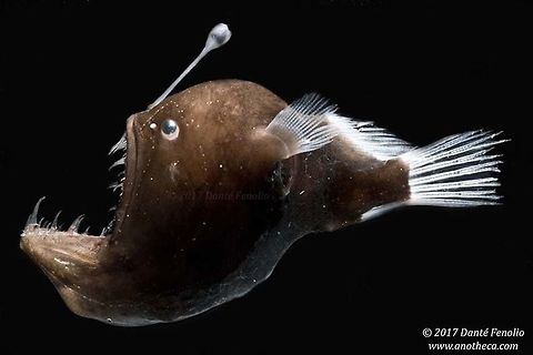 Murray's Netdevil, specimen number two - smaller female than the other one I posted, (Melanocetus murrayi), trawled from between 1,300 and 1,000 meters depth, Gulf of Mexico, August 2017. Adult female, part of the DEEPEND project.  Melanocetus murrayi,Murrays abyssal anglerfish