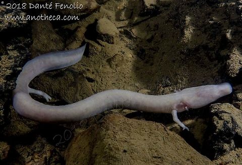 The Olm or "Human Fish" (Proteus anguinus), Slovenia, August 2018 Photographed in-situ with a Sony a6000, a Nauticam housing and Inon S-2000 strobes pointed to the side, not directly onto the animal.  Photographed with wildlife officials present and with permission. Life in the dark,Olm,Proteus anguinus,Slovenia