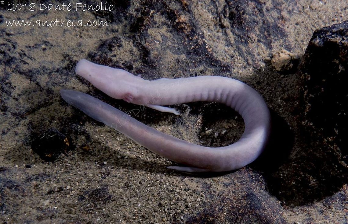 The Olm (Proteus anguinus), Slovenia, August_2018 Photographed in-situ with a Sony a6000, a Nauticam housing and Inon S-2000 strobes pointed to the side, not directly onto the animal.  Photographed with wildlife officials present and with permission. Life in the dark,Olm,Proteus anguinus,Slovenia