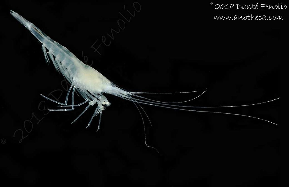 Blind Cave Shrimp (Troglocaris anophthalmus), Slovenia, August 2018  Life in the dark,Slovenia,Troglocaris anophthalmus