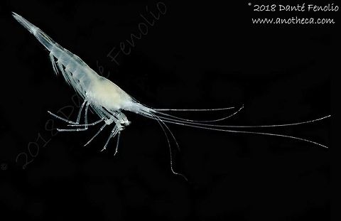 Blind Cave Shrimp (Troglocaris anophthalmus), Slovenia, August 2018  Life in the dark,Slovenia,Troglocaris anophthalmus