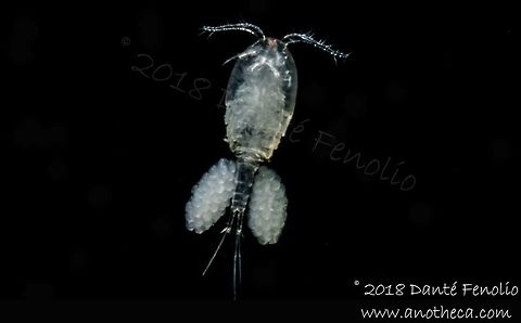 Cyclops, photographed in a Slovenian cave, August 2018  Life in the dark,Slovenia