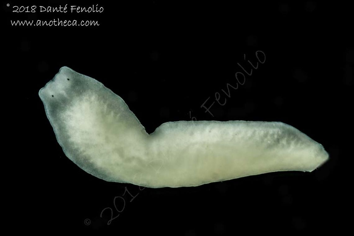 Groundwater inhabiting flatworm (Dendrocoelum sp), Slovenia, August 2018  Life in the dark,Slovenia