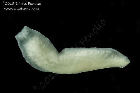 Groundwater inhabiting flatworm (Dendrocoelum sp), Slovenia, August 2018  Life in the dark,Slovenia