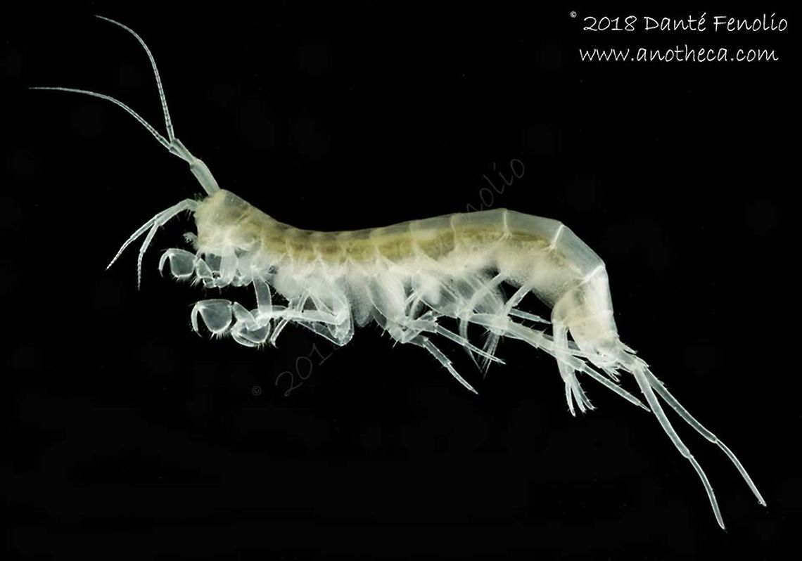 Groundwater Amphipod (Niphargus aggtelekiensis), Ardouská Cave, Rožňava, Slovakia, August 2018  Aggtelek Blind Sideswimmer,Life in the dark,Niphargus aggtelekiensis,Slovakia