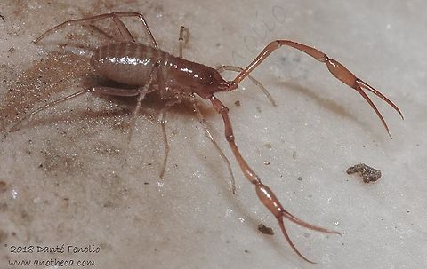 Cave adapted pseudoscorpion (Neobisium -Blothrus- slovacum), Hačavsk&aacute; Cave, Rožňava, Slovakia, August 2018  Life in the dark,Neobisium slovacum,Slovakia