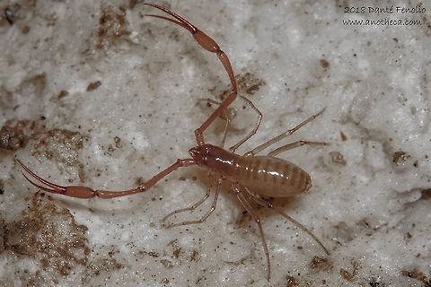 Cave adapted pseudoscorpion (Neobisium -Blothrus- slovacum), Hačavská Cave, Rožňava, Slovakia, August 2018  Life in the dark,Neobisium slovacum,Slovakia