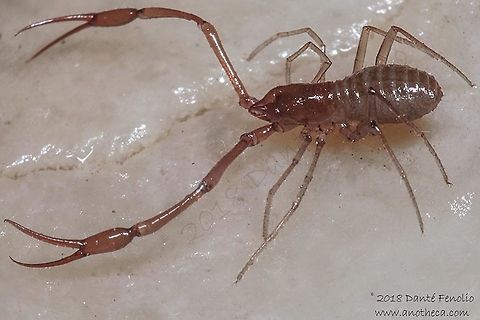 Cave adapted pseudoscorpion (Neobisium -Blothrus- slovacum), Hačavsk&aacute; Cave, Rožňava, Slovakia, August 2018  Life in the dark,Neobisium slovacum,Slovakia