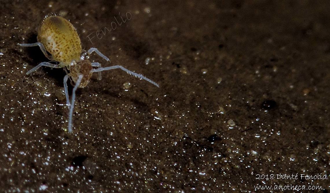 Globular Springtail (Arrhopalites aggtelekiensis), Ardouská Cave, Rožňava, Slovakia, August 2018  Arrhopalites aggtelekiensis,Arrhopalitidae,Life in the dark,Slovakia,Symphypleona