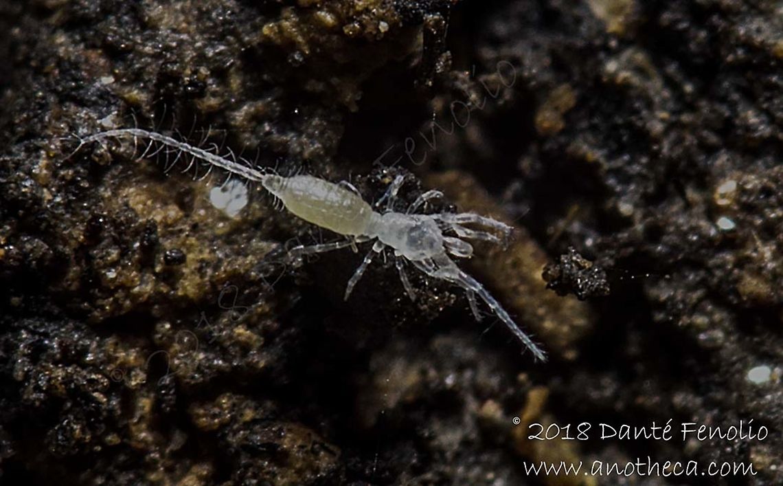 Palpigrade (Eukoenenia spelaea), Ardouská Cave, Rožňava, Slovakia, August 2018  Eukoenenia spelaea,Life in the dark,Slovakia