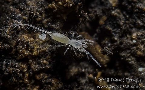 Palpigrade (Eukoenenia spelaea), Ardouská Cave, Rožňava, Slovakia, August 2018  Eukoenenia spelaea,Life in the dark,Slovakia