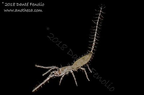 Palpigrade (Eukoenenia spelaea), Ardouská Cave, Rožňava, Slovakia, August 2018  Eukoenenia spelaea,Life in the dark,Slovakia