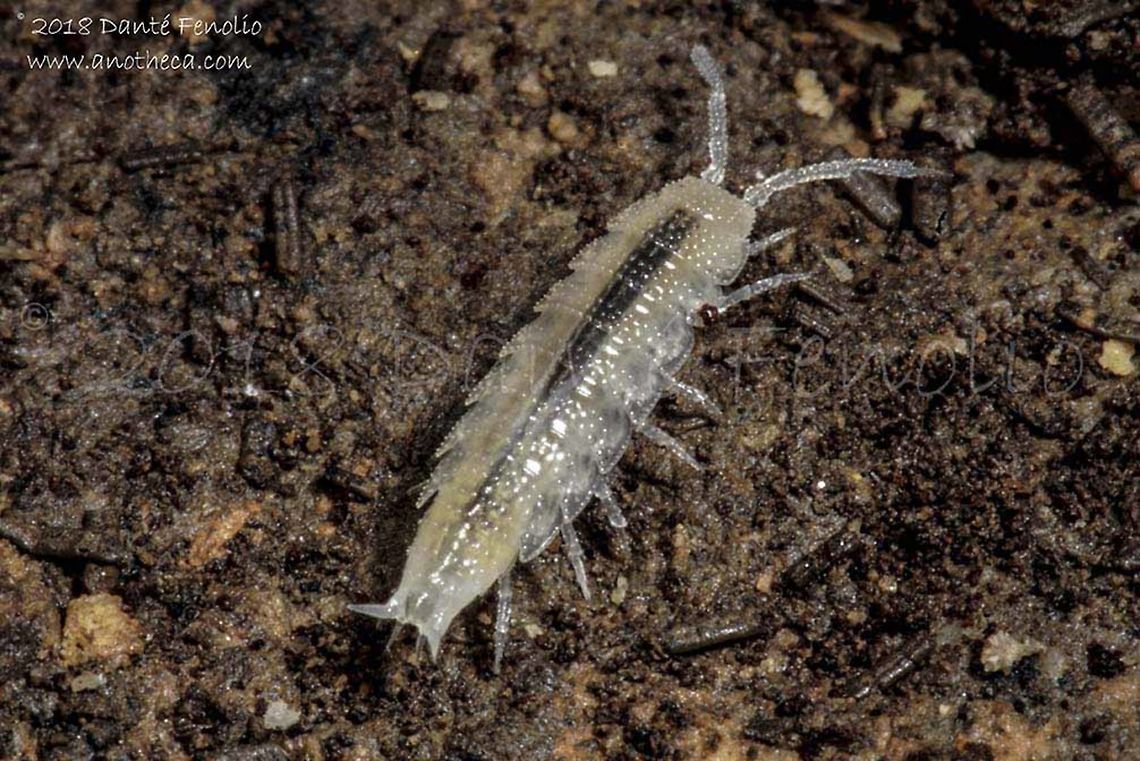 Subterranean terrestrial isopod (Mesoniscus graniger), Ardousk&aacute; Cave, Rožňava, Slovakia, August 2018  Life in the dark,Mesoniscus graniger,Slovakia