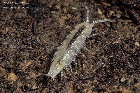 Subterranean terrestrial isopod (Mesoniscus graniger), Ardousk&aacute; Cave, Rožňava, Slovakia, August 2018  Life in the dark,Mesoniscus graniger,Slovakia