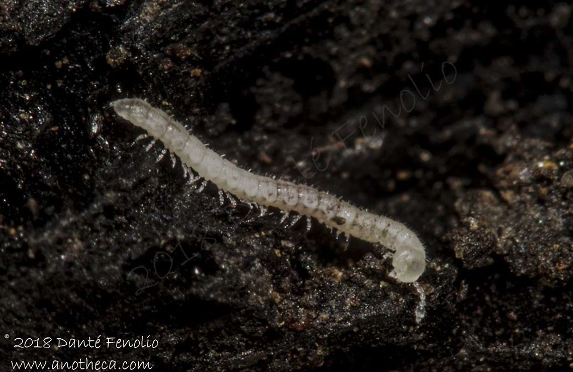 Cave Milipede (Trichopolydesmus sp.), Ardouská Cave, Rožňava, Slovakia, August 2018  Life in the dark,Slovakia