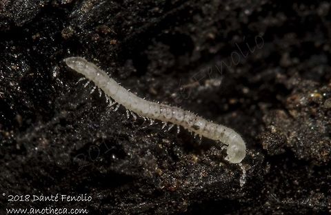 Cave Milipede (Trichopolydesmus sp.), Ardousk&aacute; Cave, Rožňava, Slovakia, August 2018  Life in the dark,Slovakia