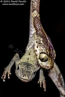 Blunt-headed Treesnake (Imantodes cenchoa) eating a Slender Anole (Anolis fuscoauratus) This predation event observed along the Río Mazán, Loreto, Peru - September 2018. Common Blunt-headed Tree Snake,Imantodes cenchoa