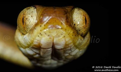 Imantodes lentiferus, Amazon River, Loreto, Peru, September 2018  Amazon Blunt-headed Tree Snake,Imantodes lentiferus