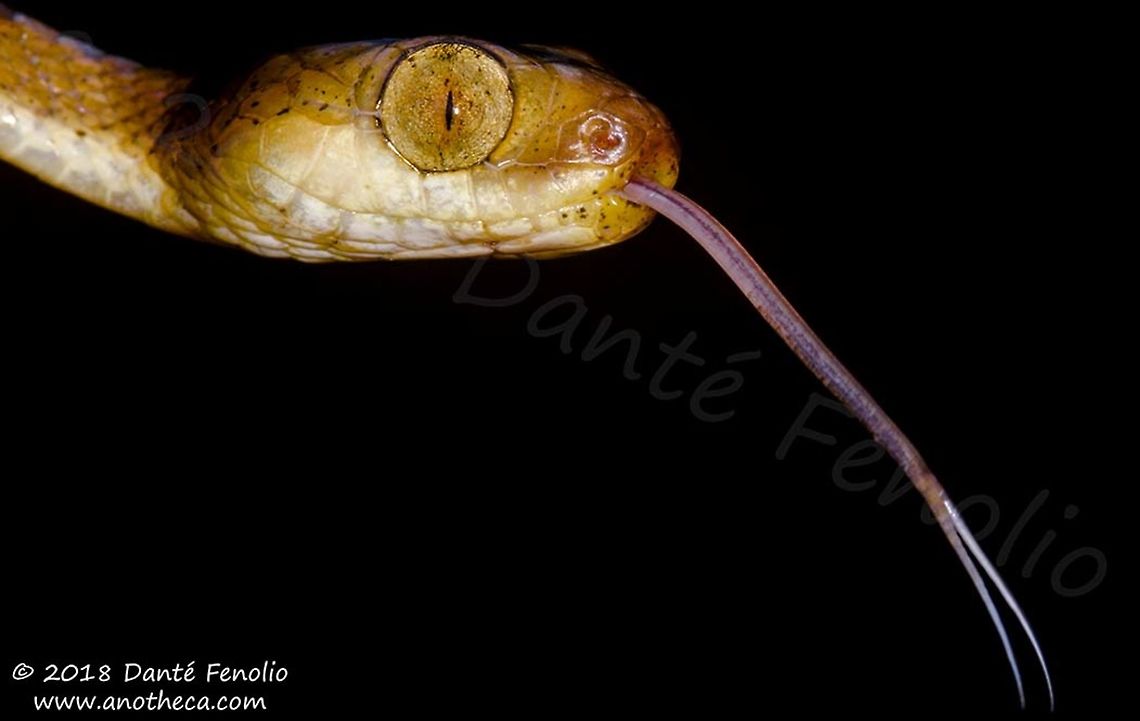 Imantodes lentiferus, Amazon River, Loreto, Peru, September 2018  Amazon Blunt-headed Tree Snake,Imantodes lentiferus