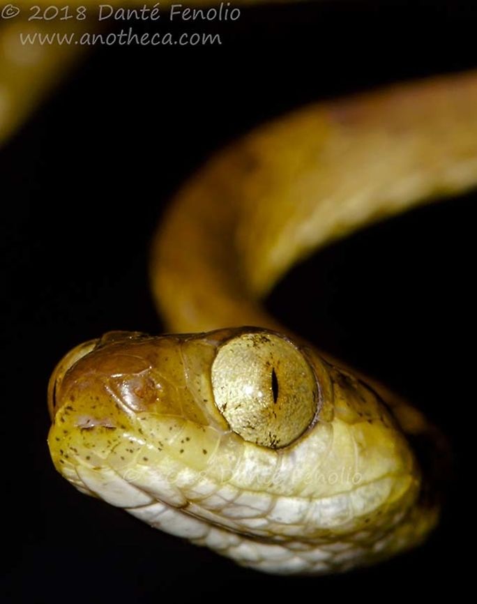 Imantodes lentiferus, Amazon River, Loreto, Peru, September 2018  Amazon Blunt-headed Tree Snake,Imantodes lentiferus