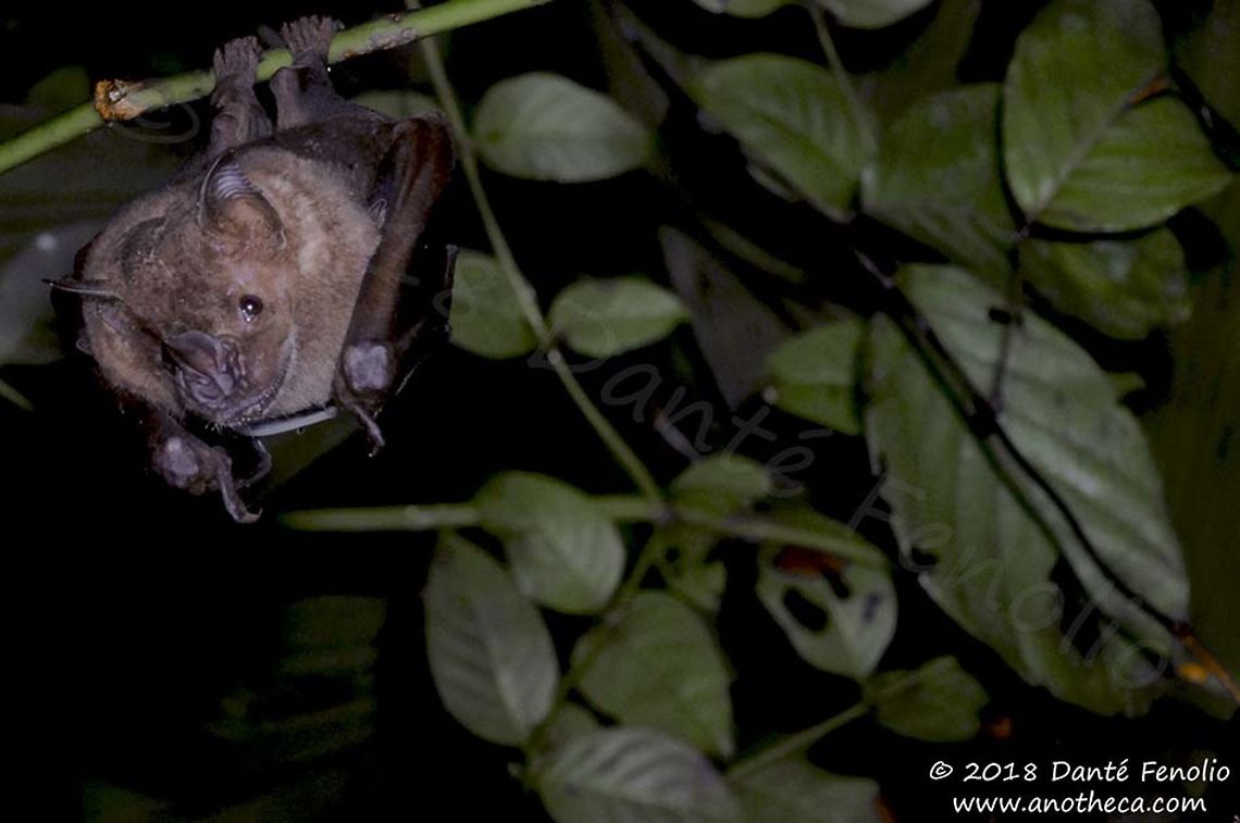 Artibeus jamaicensis, Rio Mazan, Loreto, Peru, September 2018  Artibeus jamaicensis,Jamaican fruit bat