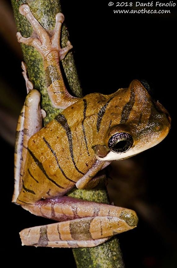 Osteocephalus mutabor, Rio Mazan, Loreto, Peru, September 2018 Yep, that the frog's real eye color..... Osteocephalus mutabor