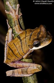 Osteocephalus mutabor, Rio Mazan, Loreto, Peru, September 2018 Yep, that the frog's real eye color..... Osteocephalus mutabor