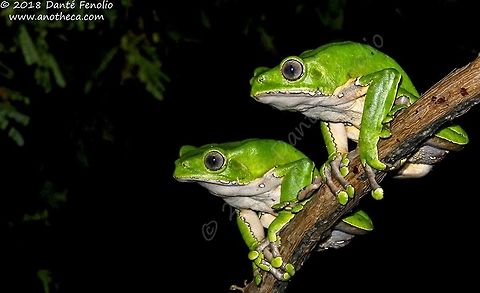 Giant Monkey Frog (Phyllomedusa bicolor), Rio Napo, Loreto, Peru, September 2018  Giant leaf frog,Phyllomedusa bicolor