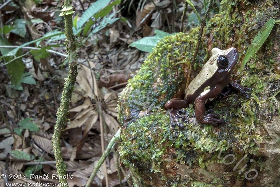Cashew Frog (Nyctimantis rugiceps), Amazon River, Loreto, Peru This is a wide angle, natural light shot taken in the rainforests along the Amazon River (Loreto, Peru) using a Sony a77 and a Sigma 10-20mm lens &ndash; September 2018.  Background info: Of the thousands of thunder storms that soak the rainforests of the upper Amazon Basin, some storms do a little more.  Sometime in the past, thunder roared as a lightening bolt hit an emergent tree along the Amazon River in Loreto, Peru.  The lightening split the top of the tree trunk but didn&rsquo;t kill the tree.  With time and lots more rainstorms, the lightening damage turned into a cavity in the tree that now holds gallons of water.  This private pool in the treetops was too much to pass on for a certain species of amphibian called the &ldquo;Cashew Frog.&rdquo;  The frog gets its name from the smell of the defensive secretion it produces when handled &ndash; a dead ringer for cashew fruit.  This species of frog (Nyctimantis rugiceps) is a little different from most amphibians in these forests in that it never needs to come down to the forest floor.  Fast forward a few years after the storm that caused the tree damage and I&rsquo;m hiking along the forest floor beneath the same tree.  I hear a double &ldquo;knock&rdquo; ring down for the treetops.  I immediately knew what the vocalization came from.  I&rsquo;ve heard the call before and have spent the time chasing it down&hellip; which required a climb up a trunk to a tree hole.  The calling card was a welcome one&hellip; like an old friend calling you on the phone when you haven&rsquo;t heard from them for years.  The last time I had seen this species was well over 20 years ago during field work in Ecuador and Peru.  In this case, with some time and careful listening, we were able to identify the spot where the frog lived.  A bit of a climb and a dip of the arm into a water filled tree hole, all the way to the bottom of the cavity, and there was our frog.  In fact, there is an entire assemblage of amphibians that have tricks allowing them to reside in the heights of these steamy forests.  The big draw for many amphibians to visit the forest floor comes with the breeding season.  Most amphibians have aquatic larvae and forest pools or streams serve as spawning grounds.  The first and largest component of our &ldquo;canopy frog&rdquo; assemblage falls into this category &ndash; they live in the forest canopy but need to return to the forest floor to breed.  The second group is different from the first in that these animals don&rsquo;t need to visit the forest floor &ndash; this group includes our Cashew Frog.  These amphibians live and breed in water filled tree holes or other plant-held waters.  The lofty water sources are key resources and are known scientifically as &ldquo;phytotelmata&rdquo; &ndash; plant held waters.  But there is a problem with life in phytotelmata&hellip; there isn&rsquo;t a lot of food in them for hungry, developing tadpoles.  Most species that have evolved into this niche care for their tadpoles in some way.  For example, distantly related frogs, the &ldquo;Amazonian Milk Frogs&rdquo; (Trachycephalus cunauaru and T. resinifictrix) deposit their eggs into the same water filled tree holes throughout the breeding season.  Tadpoles that have hatched out are quick to eat the newly deposited eggs and use them as a key nutritional resources as they develop.  Other canopy inhabitants like Central America&rsquo;s Thorney Crowned Treefrog (Anotheca spinosa) feed infertile food eggs to their tadpoles as they develop (a behavior known as oophagy)&hellip; known from a host of other frogs, including a few species of poison frogs (family Dendrobatidae).  The last category of frog that can inhabit the forest canopy and not worry about visiting the forest floor are the direct developing species.  These frogs (and salamanders) deposit eggs where all developmental stages unfold within the eggs &ndash; they don&rsquo;t have a free-living larval stage. Miniatures of the adults hatch out from the eggs.  So there you have it, a little canopy biology and the tricks that some amphibians use to live there.  Nyctimantis rugiceps